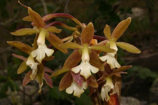 Epidendrum warrasii (ex Ep